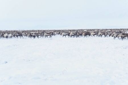 Reindeer in the sima tundra in the snow.の写真素材