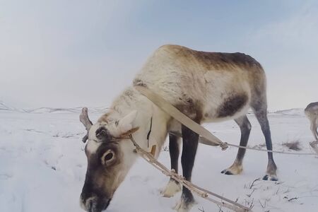 Reindeer in the sima tundra in the snow.の写真素材