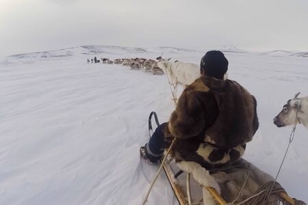 Reindeer in the sima tundra in the snow.の写真素材