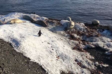 Seals and penguin on the Antarctic coast. Sea creatures.の写真素材