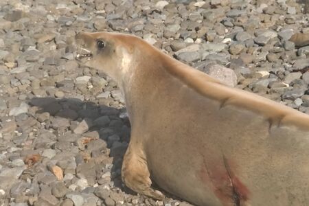Wounded seal. Seals on the coast of Antarctica. Seals on the coast of Antarctica.の写真素材
