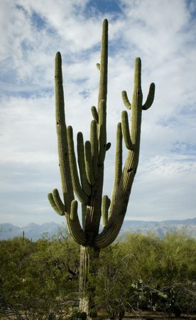 Nice saguaro detail in Saguaro National Park, Arizona. Sauaro detail against interesting sky.の写真素材