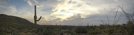 Nice spring desert nature scene in Saguaro National Park, Arizona. Sauaros, Ocatilla, Prickly Pear and Palo Verde Trees.の写真素材