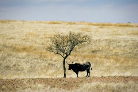 Cattle Grazing on Ranch Spring Grass. Single Longhorn standing under barren solitary shade treeの写真素材