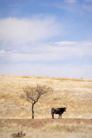 Cattle Grazing on Ranch Spring Grass. Single Longhorn standing under barren solitary shade treeの写真素材