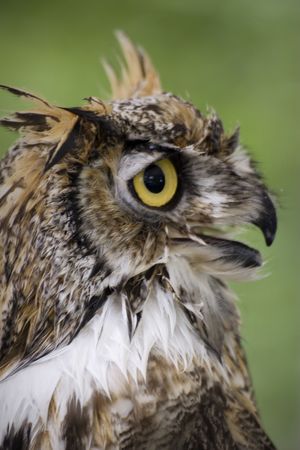 Themes: birds, wildlife, nature, wisdom, backgroundsの写真素材