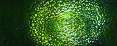 Reptile Skin Texture Backgroundの写真素材