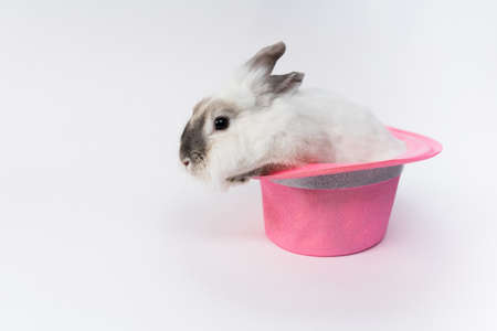 Cute fluffy white rabbit in a hat with a white background. High quality photoの写真素材