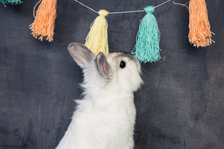 Cute fluffy white rabbit looks at garland of thread. High quality photoの写真素材
