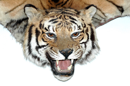 Tiger head - Trophy hunterの写真素材