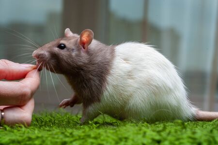 rat isolated on the green background