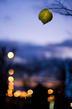 Leaves on the background of night city.