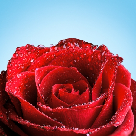 Red rose covered in dew in front of a blue background.の写真素材