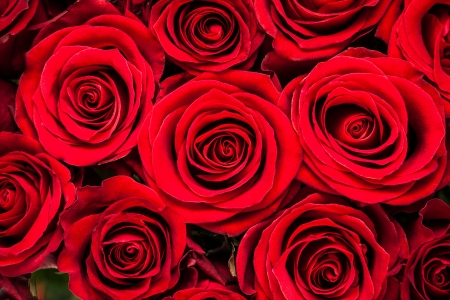 Many red roses in close-up.の写真素材
