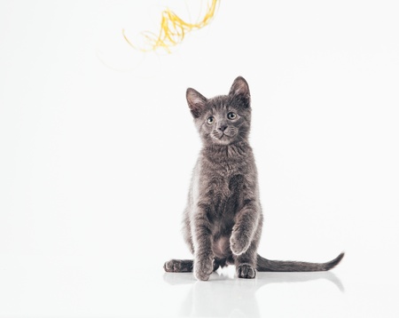 Playful Russian Blue kitten isolated on white.の写真素材