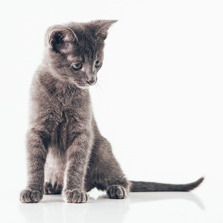 Cute gray kitten isolated on white.の写真素材