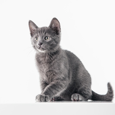 Cute Russian Blue kitten isolated on white.の写真素材