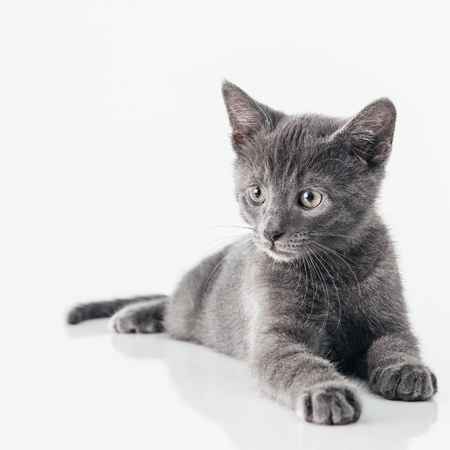 Cute Russian Blue kitten isolated on white.の写真素材