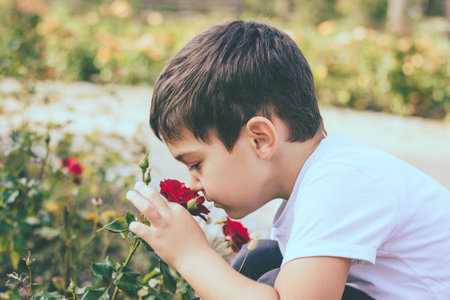 Small boy smelling red rose in a garden.の写真素材