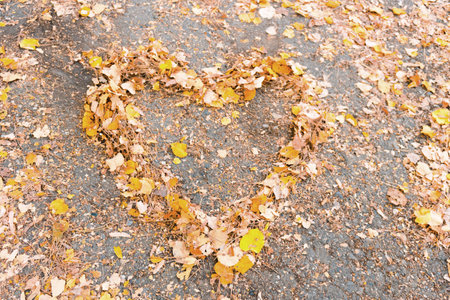 Autumn leaves in a heart shape.の写真素材