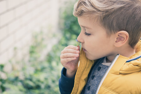 Cute little boy smelling violet flower.の写真素材