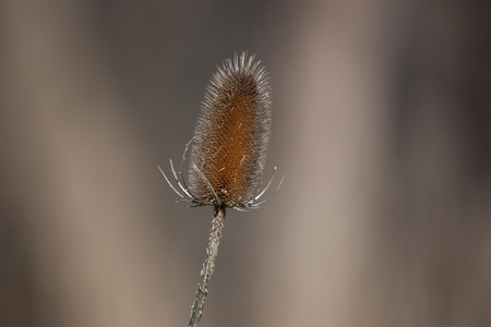 Plants and Nature - An Autumn Thistle on a clean, out of focus natural backgroundの写真素材