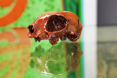 Squirrel Skull From Roadkill dessicated and painted orangeの写真素材