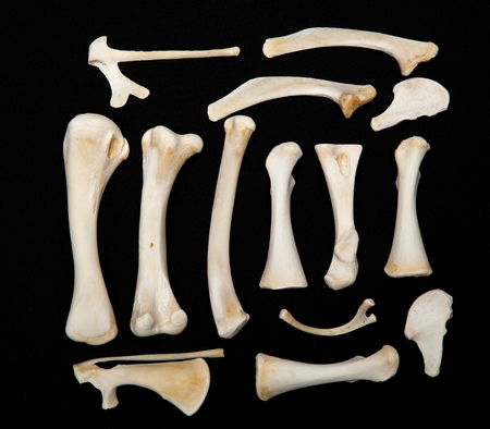 Dessicated Animal Bones from a chicken on a dark background.