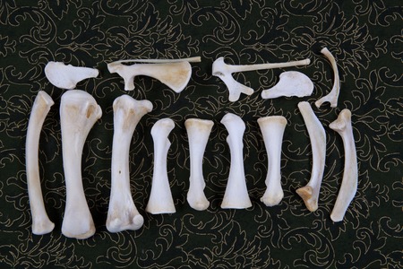 Dessicated Animal Bones from a chicken on a dark background.の写真素材
