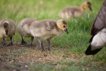Young Canada Goose goslings in a field of green grass