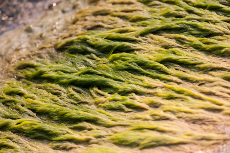 Algae on the Rivers Edgeの写真素材