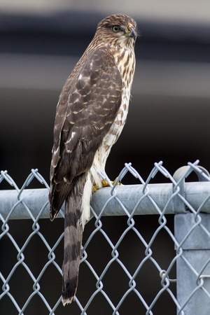 Coopers Hawk Resting on Fenceの写真素材