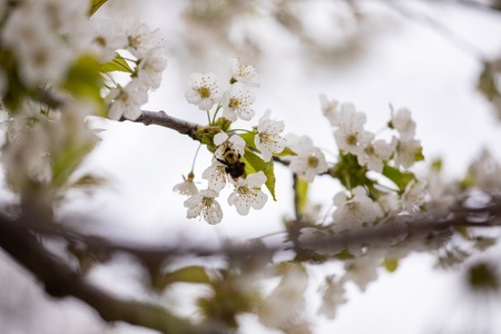 Flora Spring Season Black Cherry Blossoms Branch Twig