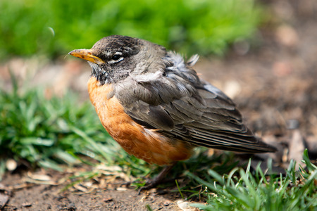 Wildlife Fauna Birds Red Orange American Robin Juvenile Young Bird