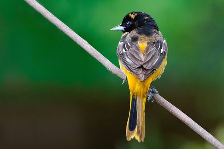 May 1, 2019 Windsor Ontario Canada Ornithology Birds Baltimore Oriole Perch Natural Background Bokehの写真素材