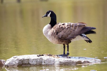 Wildlife Birds Canadian Canada Goose Standing Blue Pond Afternoonの写真素材