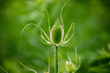 Flora Wildflowers Perennial Bull Thistle Head New Growthの写真素材