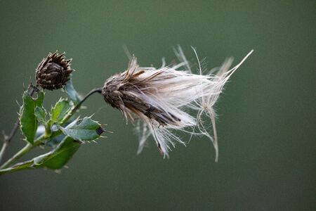Canada Creeping Thistle Gone to Seed Isolated on Natural Green Background in Autumnの写真素材