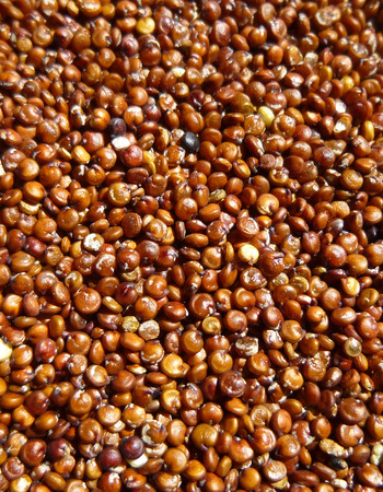 Red Quinoaの写真素材