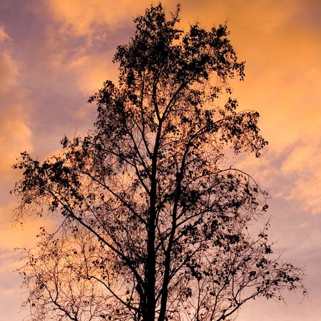 Silhouette of a suburban tree at sunsetの写真素材