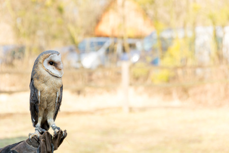 Magnificent owl bird sits on the hand