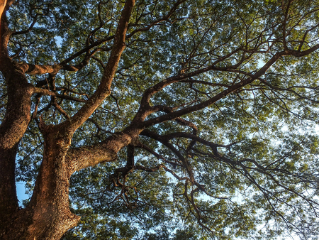 Nature green wood sunlight backgroundsの写真素材
