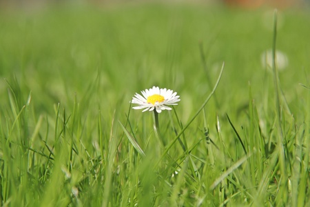 Solitary daisy in spring grassの写真素材