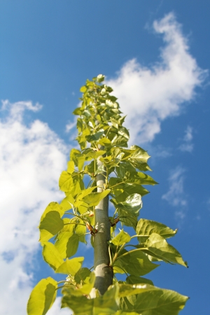 Japanese bough of a poplar tree with sky backgroundの写真素材