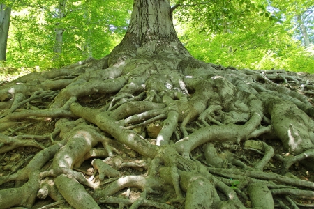 View of the huge old tree rootsの写真素材