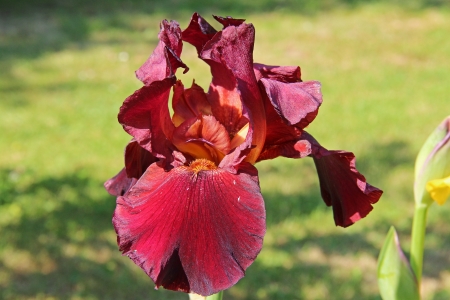 Brown iris blooming in the spring sunshineの写真素材