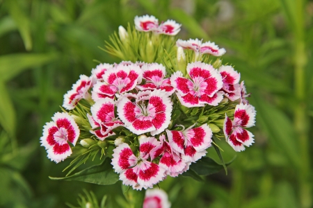 Flowers white and red of the Chinese Carnationの写真素材
