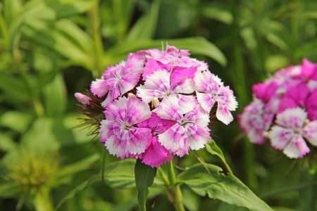 White and pink blossoms of the Chinese Carnation close upの写真素材