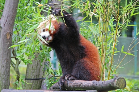 Red panda feeding bamboo shootsの写真素材