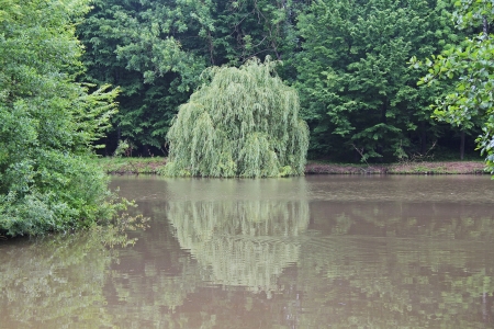 Reflection of the overhanging willows on the pondの写真素材